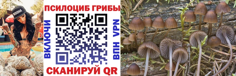 Галлюциногенные грибы Psilocybe  blacksprut зеркало  Кущёвская 